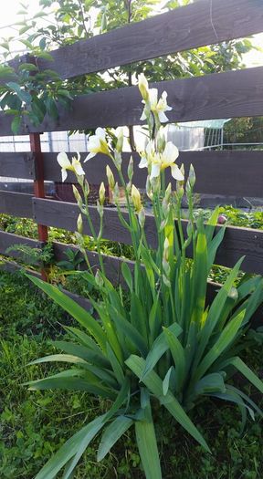 13164478_585469488296458_3705479803896131363_n