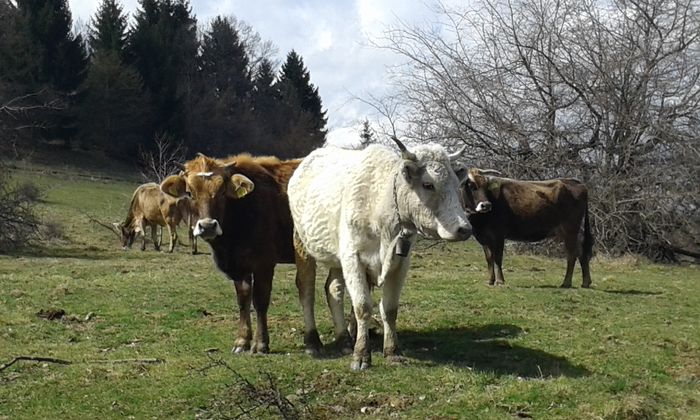 20160330_135918 - cazare pensiune agroturistica cabana ferma hotel brasov bran moeciu rasnov