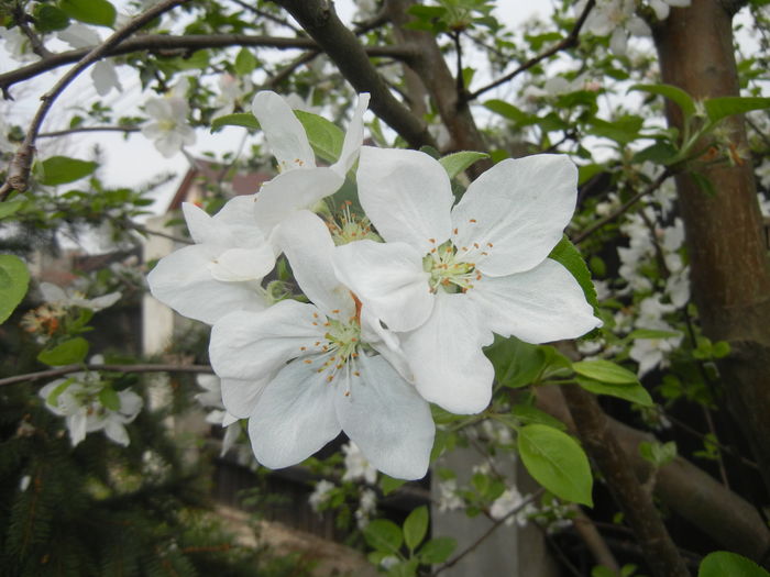 Apple Blossom. Flori mar (2016, April 10) - Apple Tree_Mar Summer Red
