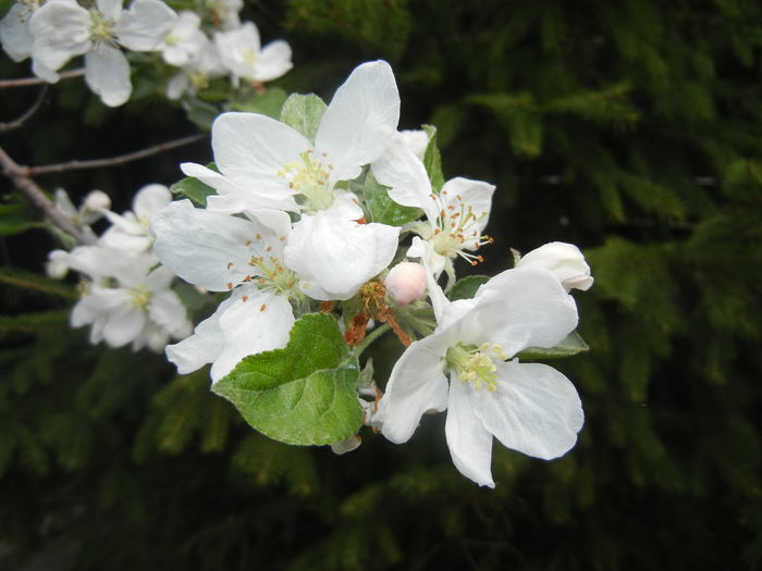 Apple Blossom. Flori mar (2016, April 10) - Apple Tree_Mar Summer Red