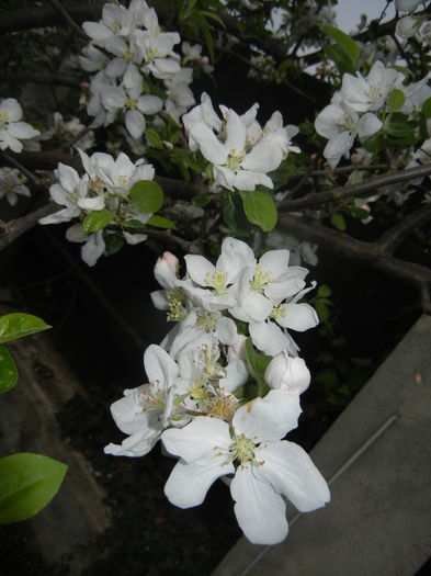 Apple Blossom. Flori mar (2016, April 10) - Apple Tree_Mar Summer Red