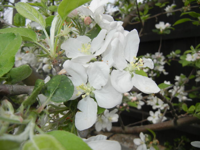 Apple Blossom. Flori mar (2016, April 10) - Apple Tree_Mar Summer Red