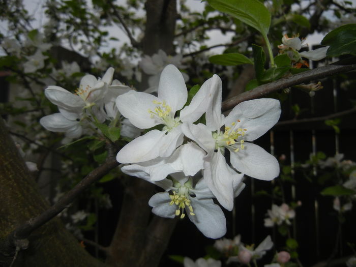 Apple Blossom. Flori mar (2016, April 10)