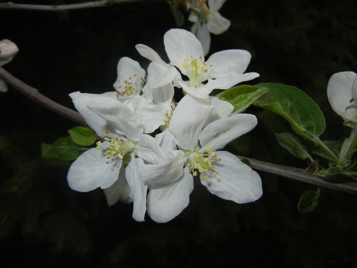 Apple Blossom. Flori mar (2016, April 10) - Apple Tree_Mar Summer Red