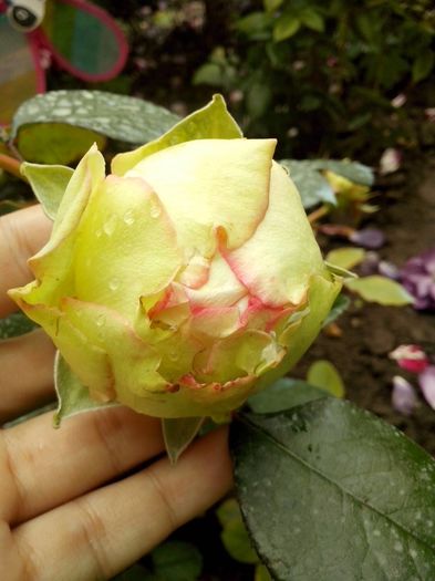 biedermeier - 0 TRANDAFIRI 2016