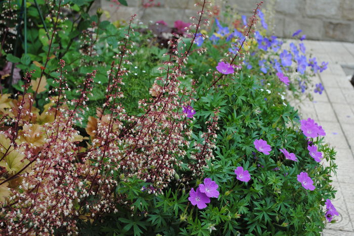 23 mai - 2016 geranium