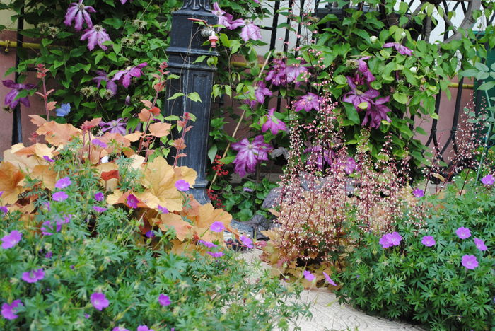 geranium sanguineum Rosa