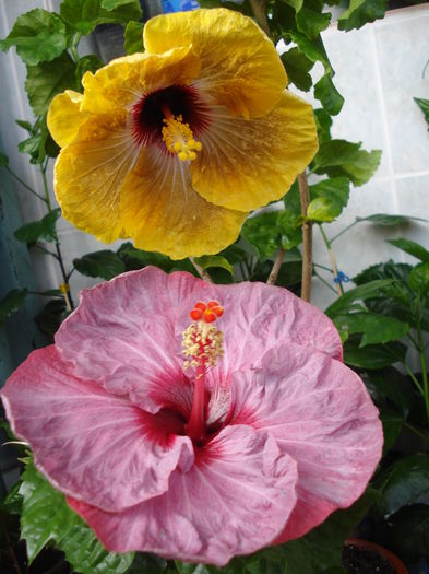 DSC05464 - FLORI 2016