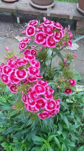 20160525_170215 - Flori 2016