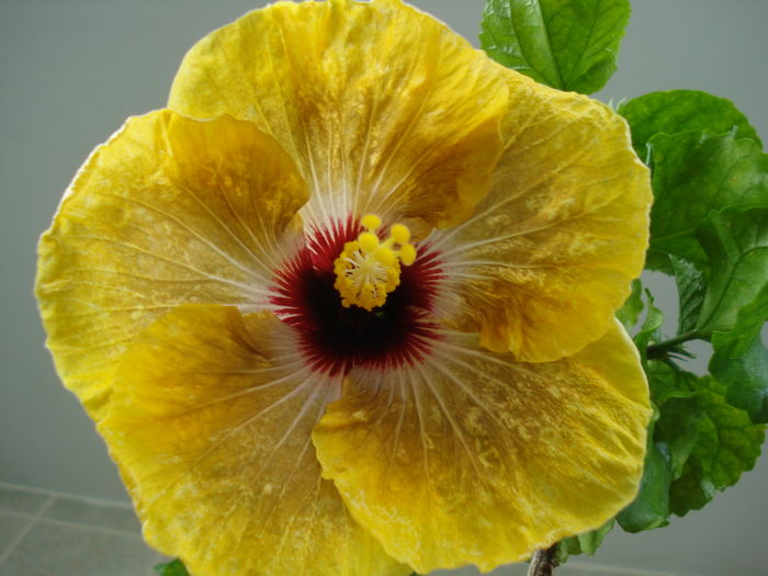 DSC05463 - FLORI 2016