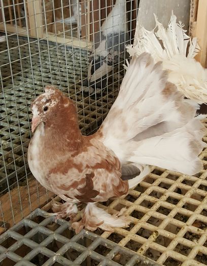 20160525_173021 - PUISORI 2022