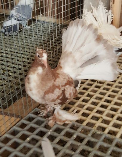 20160525_173049 - PUISORI 2022