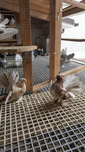 20160525_141215 - PUISORI 2022