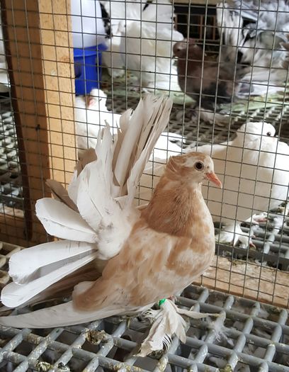 20160525_173239 - PUISORI 2022