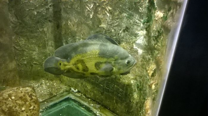 WP_20160515_15_36_32_Pro