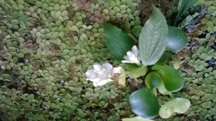 WP_20160515_15_39_50_Pro