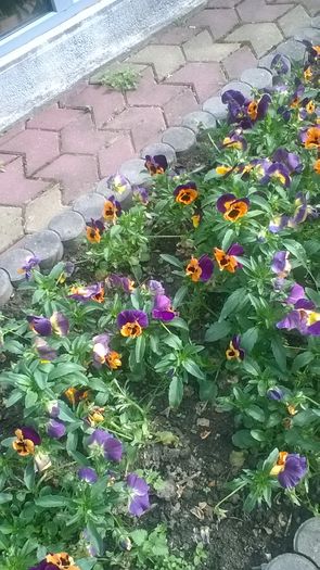 WP_20160515_16_59_40_Pro