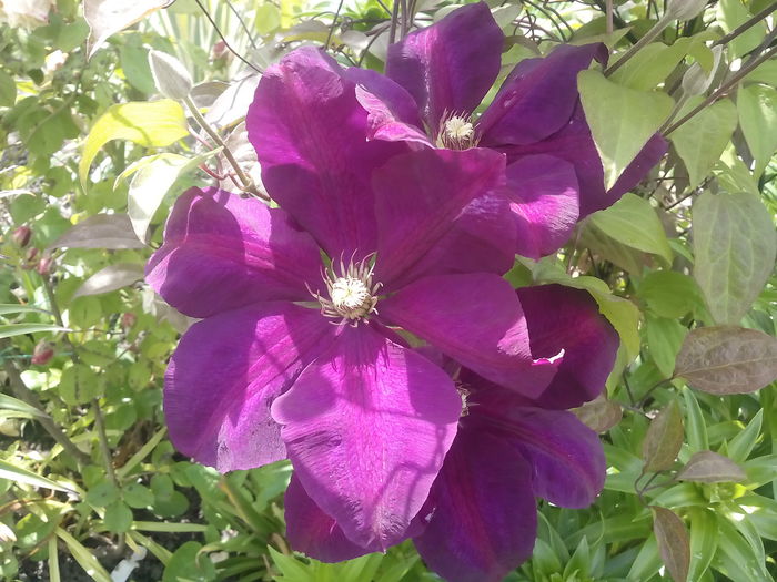 IMG_20160525_144143 - 2016 Primavara