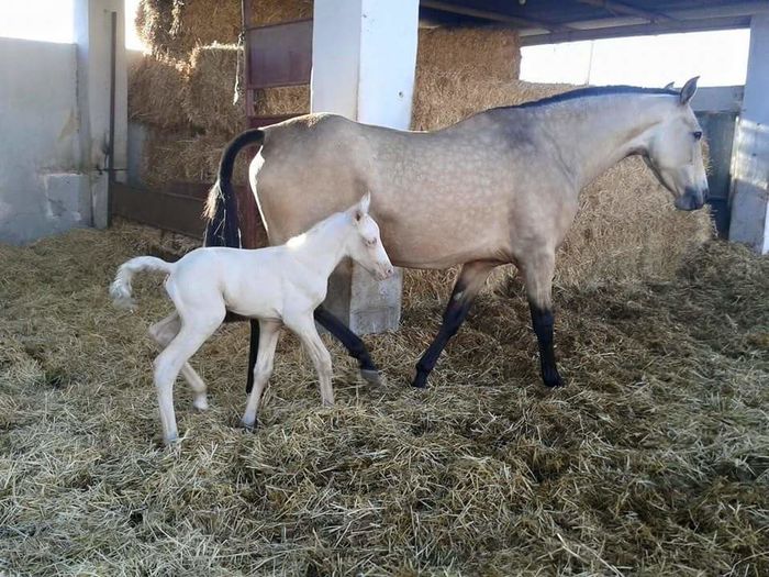 FB_IMG_1464092744437