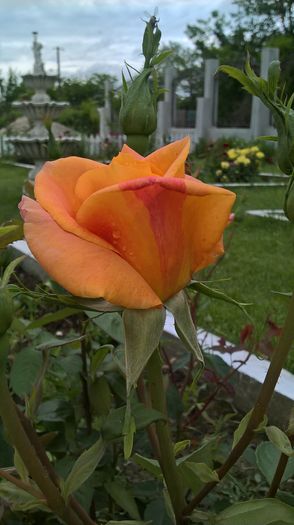 WP_20160525_10_03_30_Pro