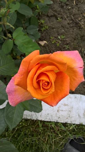 WP_20160525_10_03_37_Pro