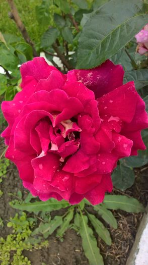 WP_20160525_10_04_23_Pro