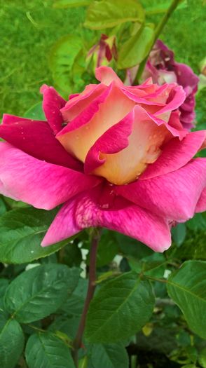 WP_20160525_10_04_37_Pro