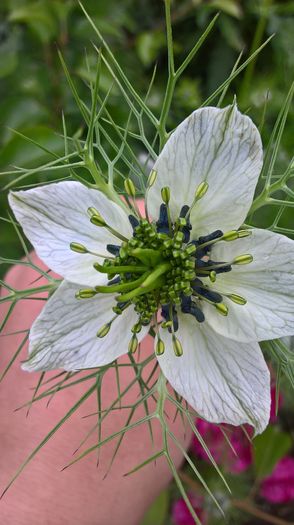 WP_20160525_10_05_21_Pro