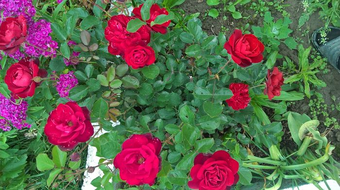 WP_20160525_10_06_29_Pro