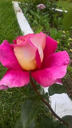 WP_20160525_15_01_16_Pro - gradinita 2016