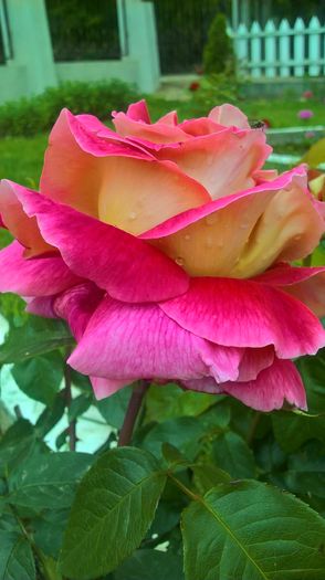 WP_20160525_15_01_26_Pro