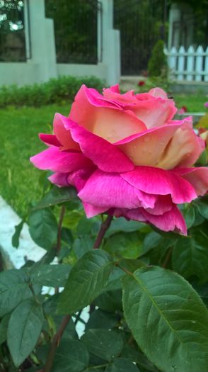 WP_20160525_15_01_32_Pro