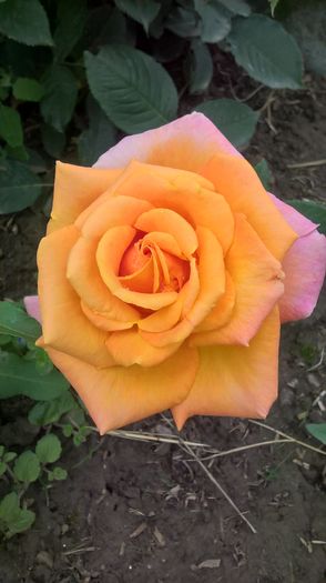 WP_20160525_15_02_06_Pro