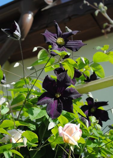clematis Romantika