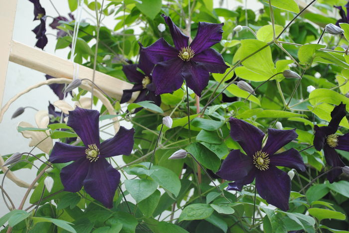 clematis Romantika