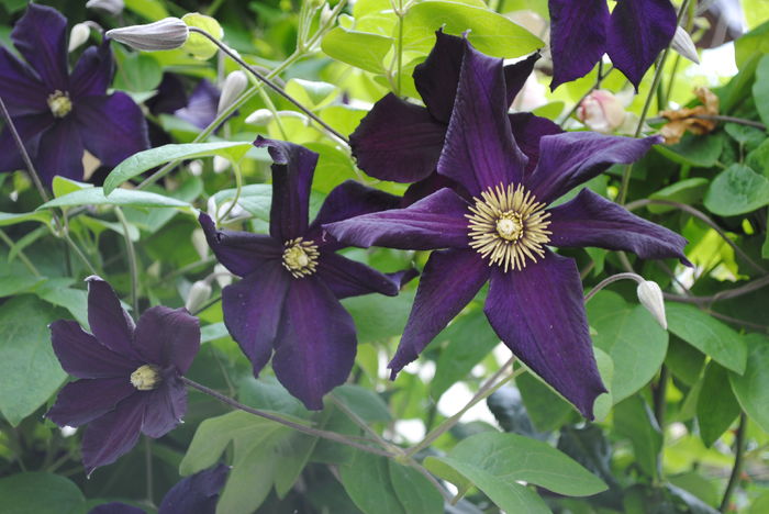clematis Romantika