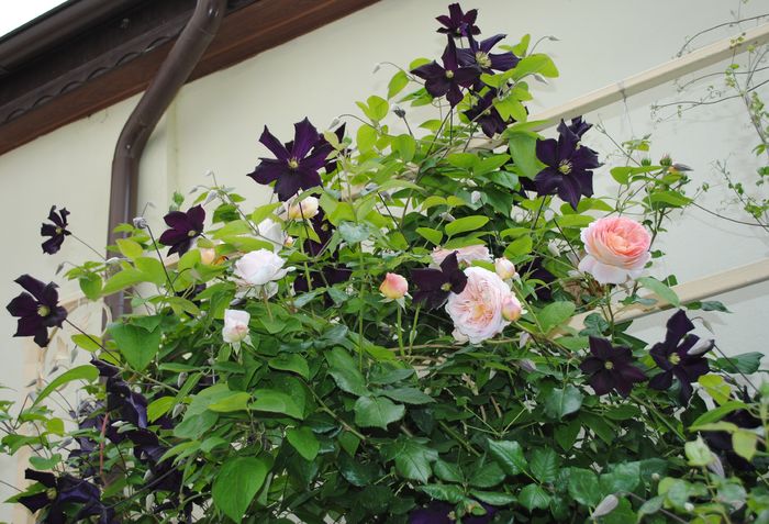 Abraham DArby si Romantika