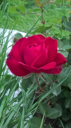 WP_20160518_14_48_18_Pro