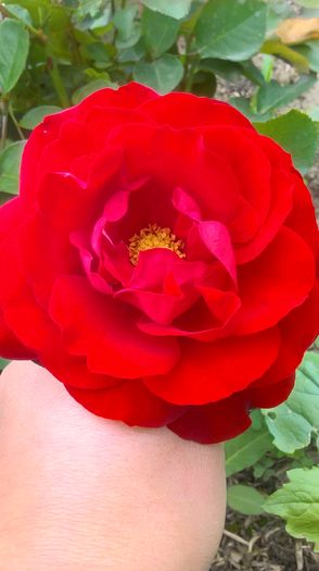 WP_20160518_14_48_11_Pro