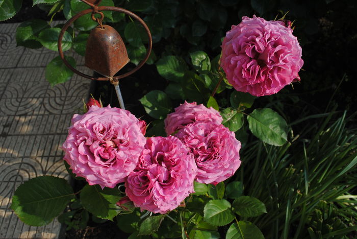 24 mai, Agnes Schilinger