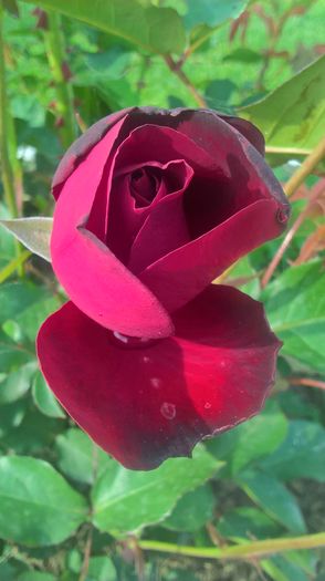 WP_20160521_17_48_14_Pro