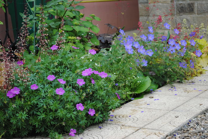 23 mai - 2016 gradina mea