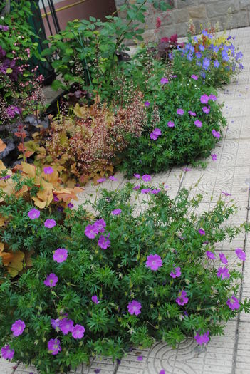 23 mai - 2016 gradina mea