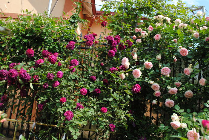Munstead Wood si Eden Rose(anul4)