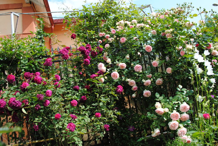 Munstead Wood si Eden Rose