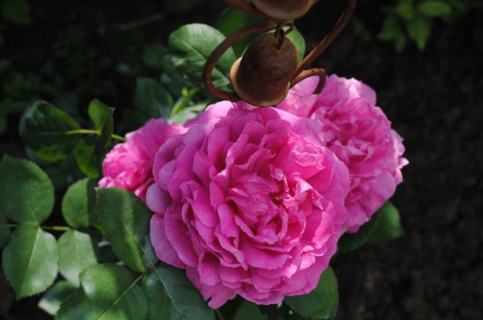 Noble Antony