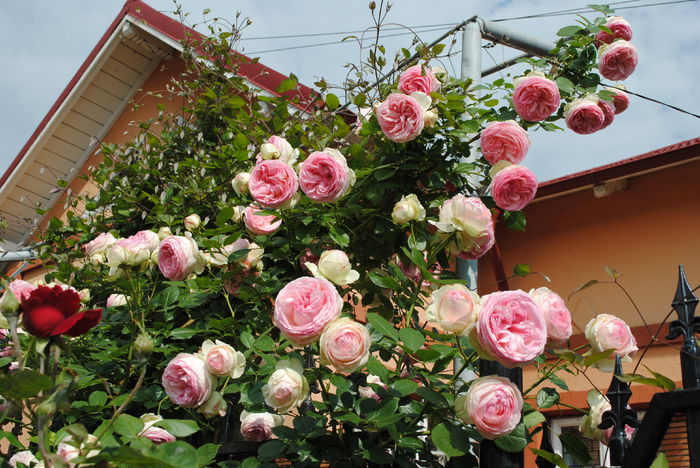 24 mai, Eden Rose