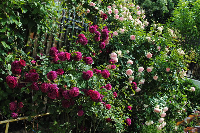 Munstead Wood si Eden Rose