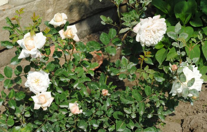 Crocus Rose