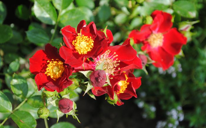 Bienenweide Rot